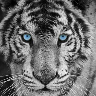 Android tiger wallpaper