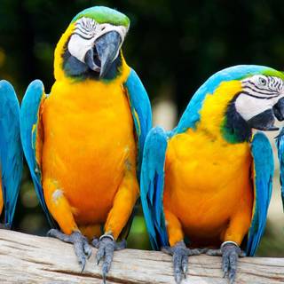 Macaw colourful HD wallpaper