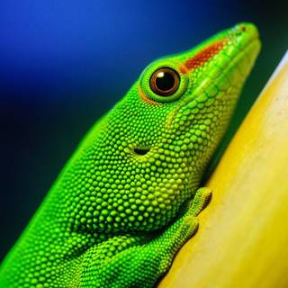 Gecko green HD wallpaper