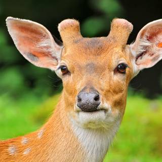 Deer close up HD wallpaper