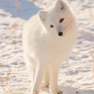 Arctic fox HD wallpaper