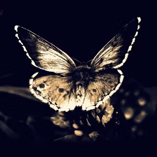 Butterflies and moths wallpaper