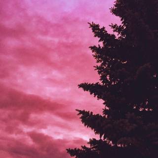 Dark rose aesthetic purple trees wallpaper