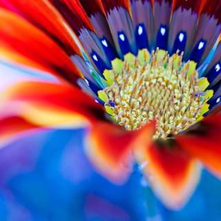 Close-up pictures wallpaper