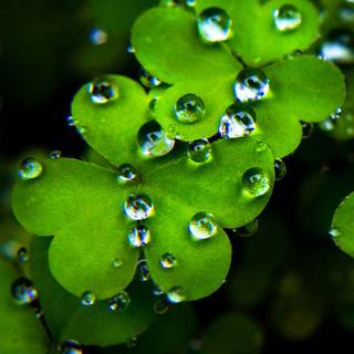 MoB iPhone wallpaper