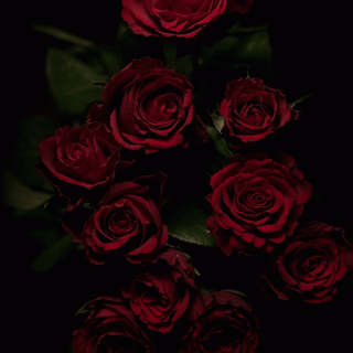 Red roses aesthetic wallpaper