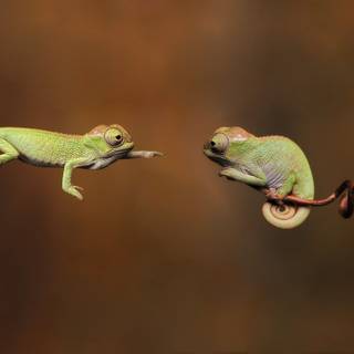 Chameleon HD wallpaper
