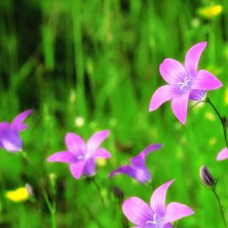 Bell flowers wallpaper