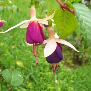 Bell flowers wallpaper