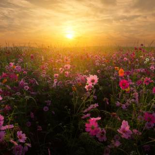 Colorful sunset field HD wallpaper