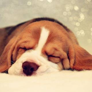 Dog sleep HD wallpaper