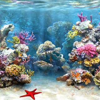 Coral reef computer wallpaper