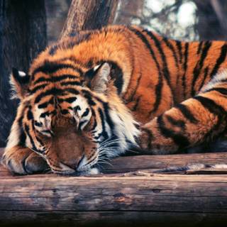 Tigers sleeping wallpaper