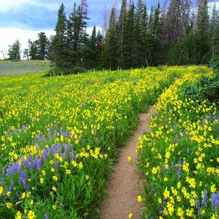 Summer meadows wallpaper