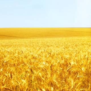 Wheatfield wallpaper