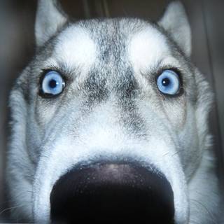 Husky close up wallpaper