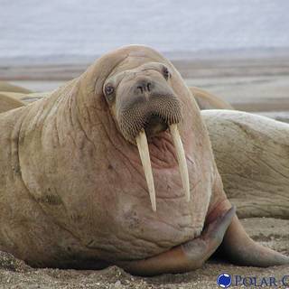 Walrus computer wallpaper