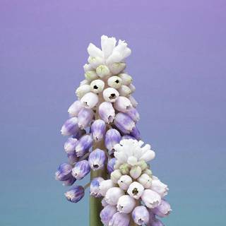 Flower iPhone wallpaper