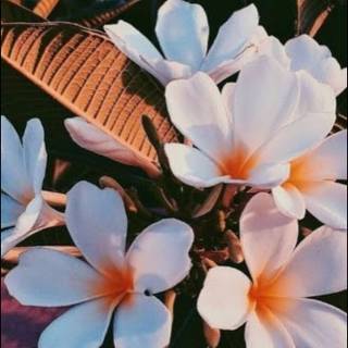 Summer aesthetic wallpaper