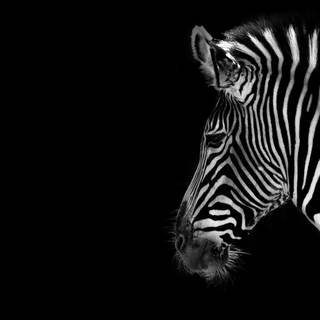 Zebra close up wallpaper