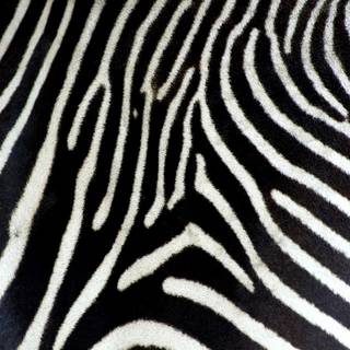 Zebra close up wallpaper