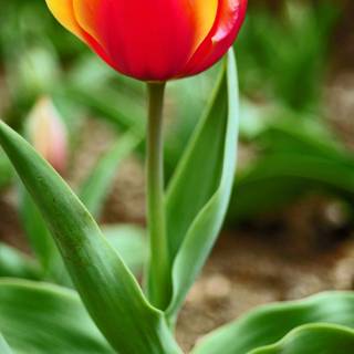 Photo beautiful mobile wallpaper