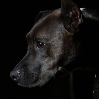 Black dog HD wallpaper