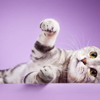 Scottish Fold wallpaper