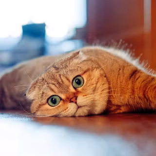 Scottish Fold wallpaper