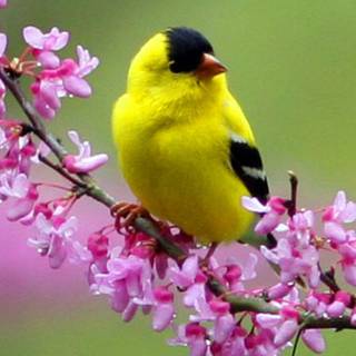 Springtime Rhapsody wallpaper