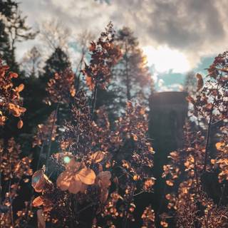 Cottagecore aesthetic wallpaper