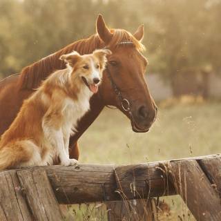 Horses and dogs wallpaper