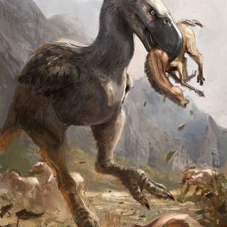 Terror bird wallpaper