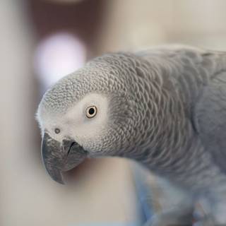 African Grey Parrot wallpaper
