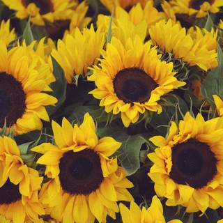 Sunflower color wallpaper
