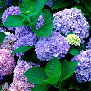 Hydrangeas wallpaper