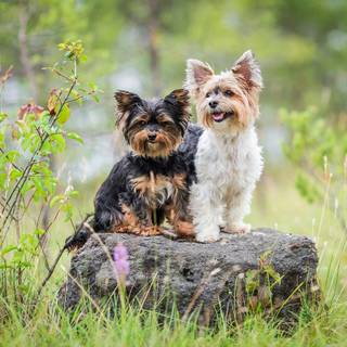 Dogs in summer wallpaper