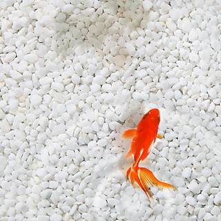 Koi Fish HD mobile wallpaper