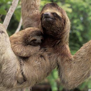 Baby sloths wallpaper