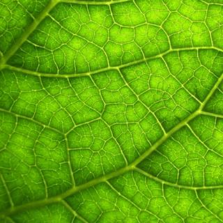 Leaf macro plant HD wallpaper