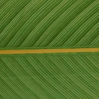 Leaf macro plant HD wallpaper