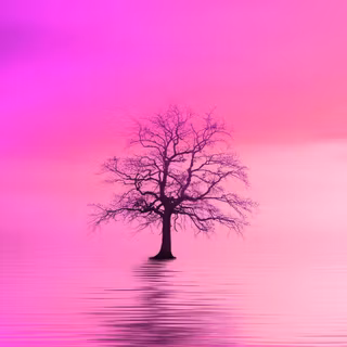 Tree pink horizon lonely HD wallpaper