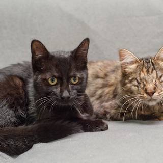 Kittens and bees wallpaper