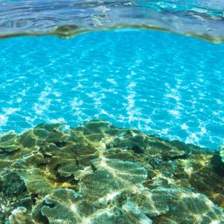 Android mobile under water wallpaper