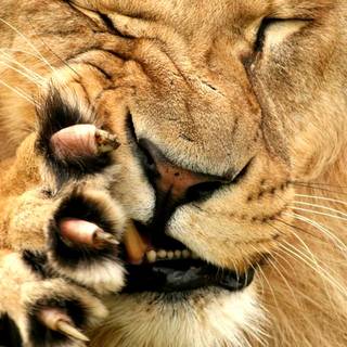 Lion close up face angry wallpaper