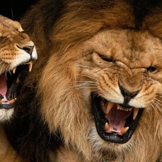 Lion close up face angry wallpaper
