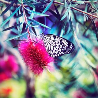 Butterfly flower blur HD wallpaper
