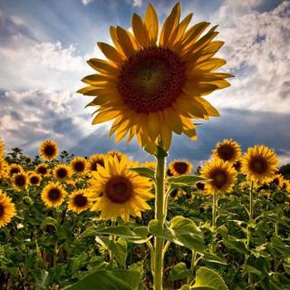 Sunflower field wallpaper