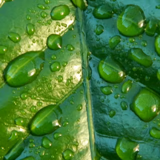 Phone raindrops wallpaper