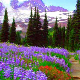 Mountain flowers phone wallpaper